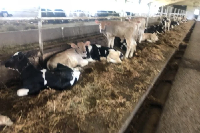 Телята м'ясних порід на продаж- фото № 1