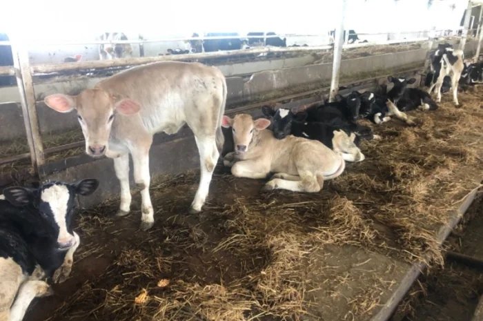 Телята м'ясних порід на продаж- фото № 2