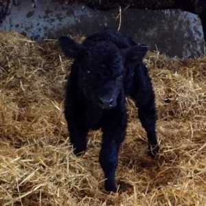 Продаються телята бички до 100 кг- фото № 1