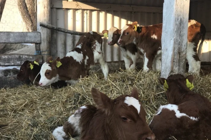 Продаються бичків від двох тижнів- фото № 1