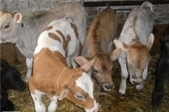 Продаются бычки породы Сементал и Швиц- фото № 1