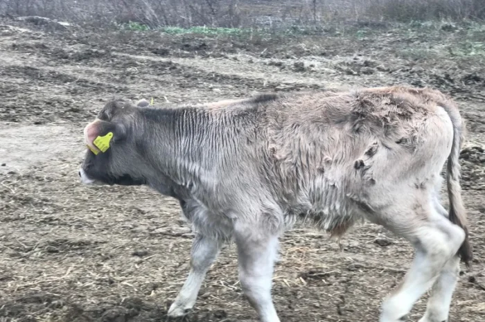 Продаются бычки породы Сементал и Швиц- фото № 2