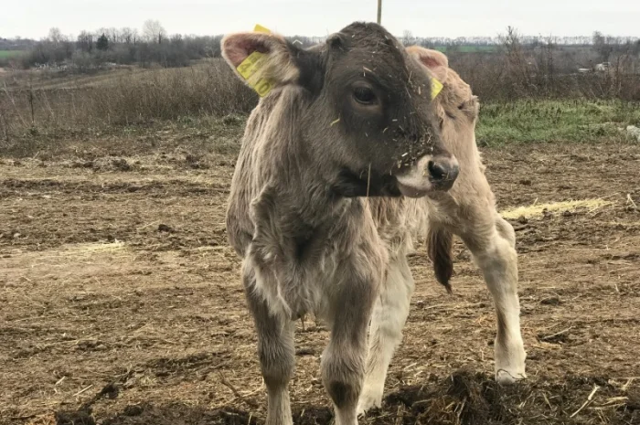 Продаются бычки породы Сементал и Швиц- фото № 3