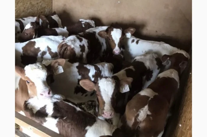 Продаж телят з доставкою- фото № 1