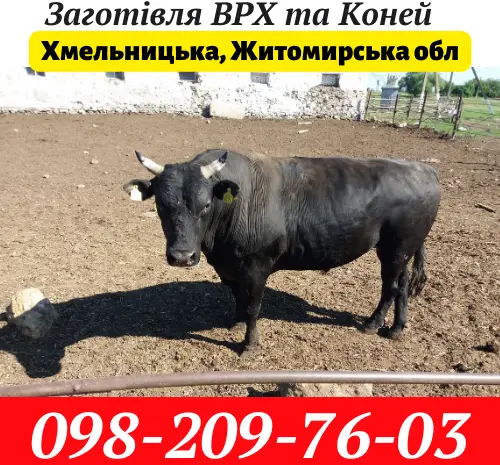Заготовка КРС Коней на территории Хмельницкой- фото № 1
