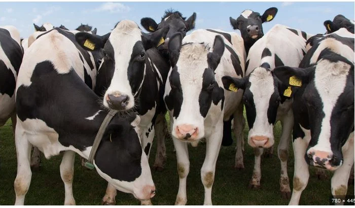 Buy Pregnant Holstein Heifer Cattle, Sheep, Lambs, pigs of all kinds online- фото № 1