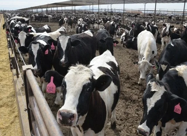 Buy Pregnant Holstein Heifer Cattle, Sheep, Lambs, pigs of all kinds online- фото № 2