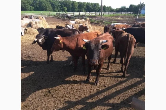 Срочная продажа коров от производителя на экспорт и по Украине от 100 голов- фото № 1