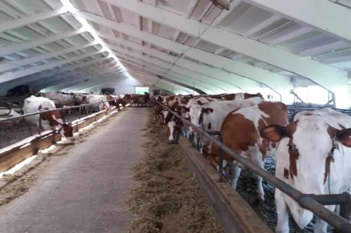 Срочная продажа коров от производителя на экспорт и по Украине от 100 голов- фото № 5