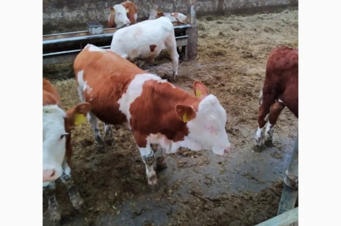 Срочно продам от производителя коровы. На экспорт и по Украине от 100 голов- фото № 2