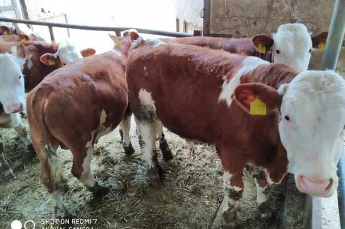 Срочно продам от производителя коровы. На экспорт и по Украине от 100 голов- фото № 3