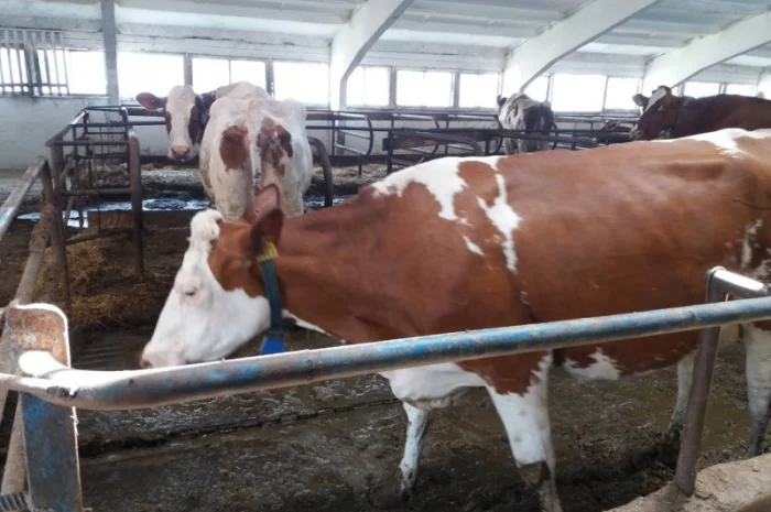 Срочно продам от производителя коровы. На экспорт и по Украине от 100 голов- фото № 4