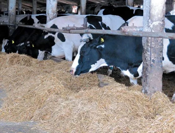 Продаются мясные коровы и быки от фермерского хозяйства- фото № 1