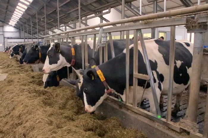 Продаются мясные коровы и быки от фермерского хозяйства- фото № 17