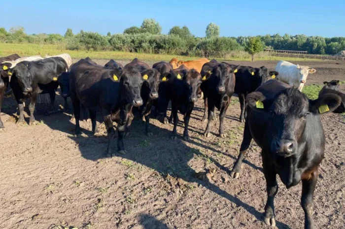 Продаются мясные коровы и быки от фермерского хозяйства- фото № 16