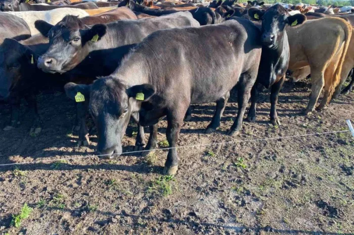 Продаются мясные коровы и быки от фермерского хозяйства- фото № 14