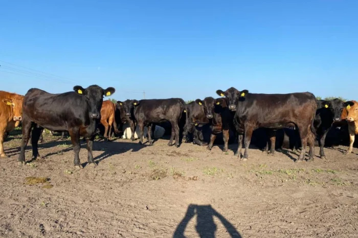 Продаются мясные коровы и быки от фермерского хозяйства- фото № 13