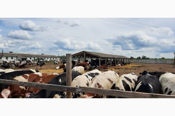 Продаются мясные коровы и быки от фермерского хозяйства- фото № 12