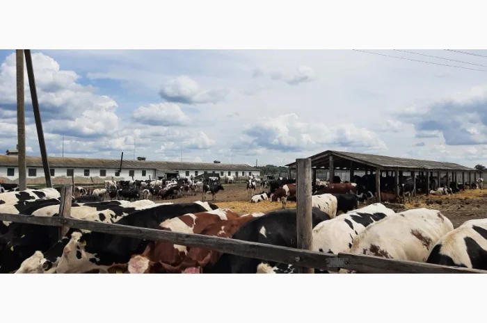 Продаются мясные коровы и быки от фермерского хозяйства- фото № 11