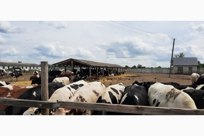 Продаются мясные коровы и быки от фермерского хозяйства- фото № 2