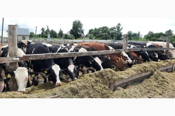 Продаются мясные коровы и быки от фермерского хозяйства- фото № 10