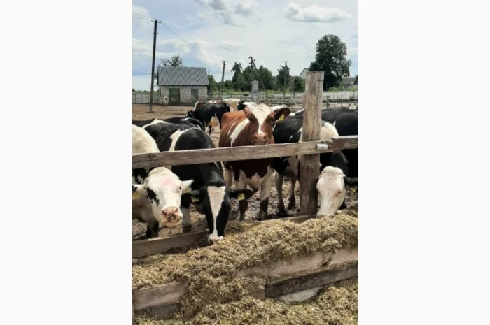 Продаются мясные коровы и быки от фермерского хозяйства- фото № 9