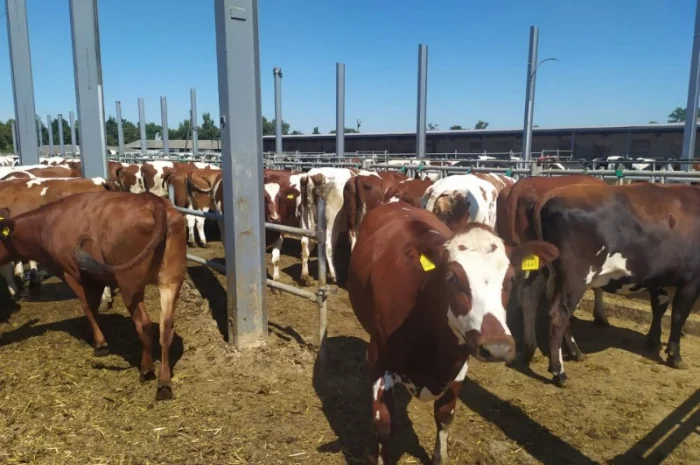 Продаются мясные коровы и быки от фермерского хозяйства- фото № 8