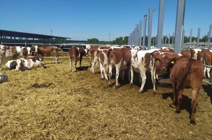 Продаются мясные коровы и быки от фермерского хозяйства- фото № 7