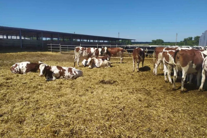 Продаются мясные коровы и быки от фермерского хозяйства- фото № 5