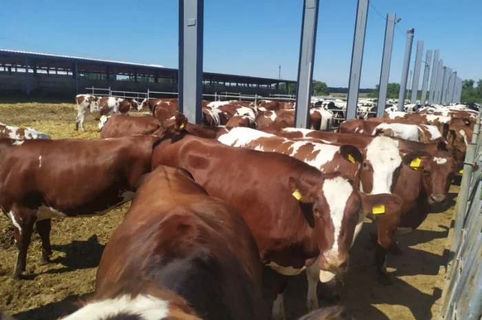 Продаются мясные коровы и быки от фермерского хозяйства- фото № 4