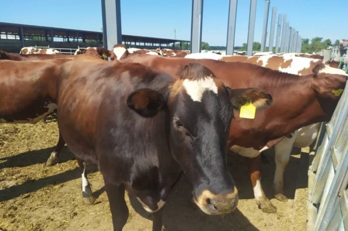 Продаются мясные коровы и быки от фермерского хозяйства- фото № 3