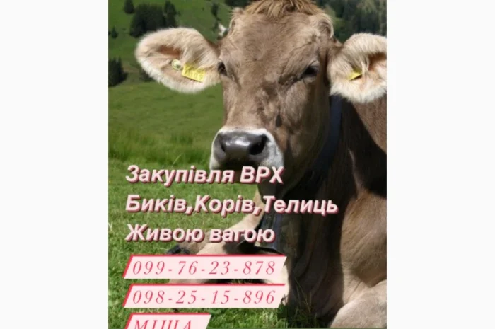 Закупівля ВРХ за живою вагою- фото № 1