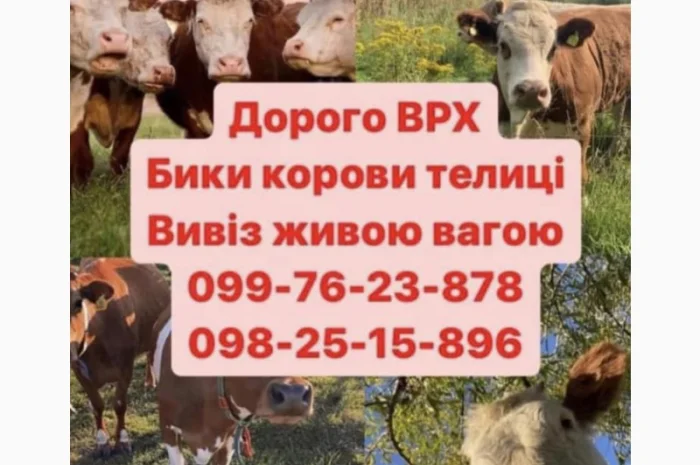 Куплю ВРХ - высокие цены за здоровых животных- фото № 1