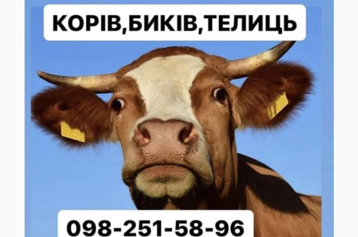 Купуємо ВРХ: корови та бики дорого- фото № 1