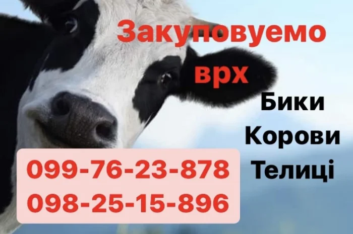 Закупка ВРХ в Харькове- фото № 1