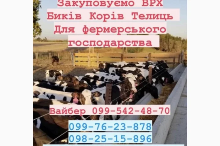 Ферма закуповуемо врх- фото № 1