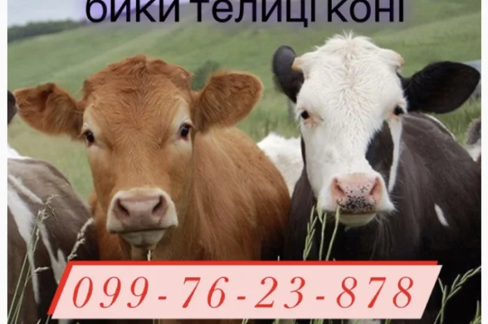 Закупка быков коров для разведения- фото № 1