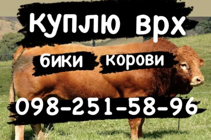 Куплю биків та телят- фото № 1