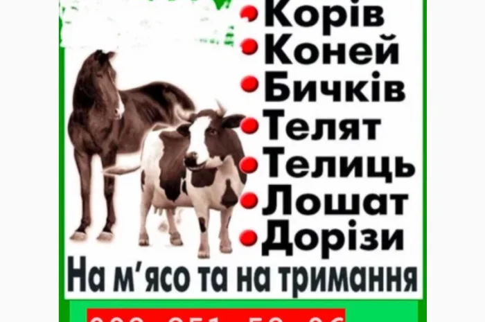 Скуповуємо ВРХ- фото № 1