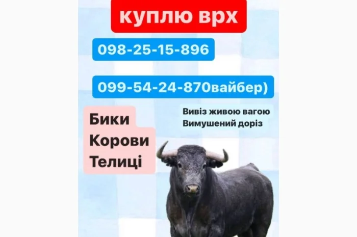 Закуповуємо ВРХ по всій Харківській області, будь яка кількість- фото № 1