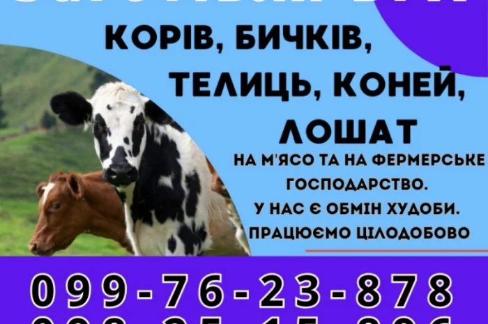 Купим у вас корів биків живою вагою- фото № 1