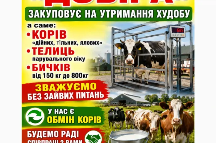 М’ясне Підприємство проводить Заготівлю ВРХ- фото № 1
