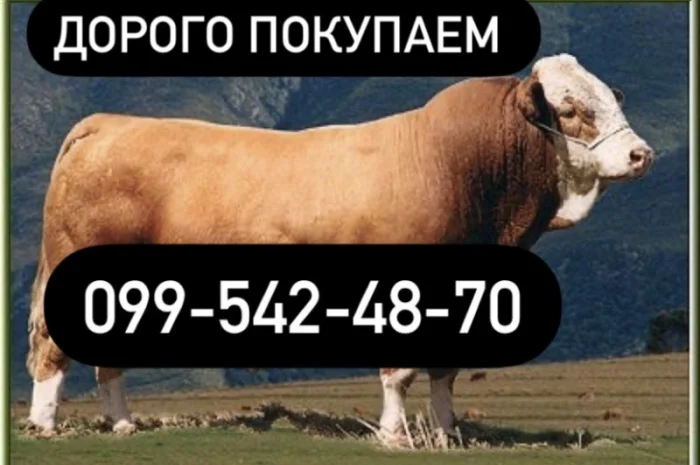 Купую ВРХ корів та бичків- фото № 1
