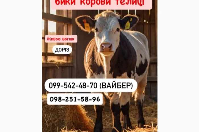 Закупаем ВРХ по высоким ценам- фото № 1