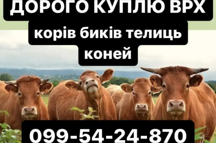 Покупаем коров бычков телок на мясо- фото № 1