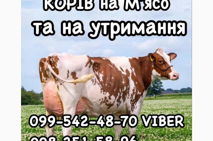 Фермерське господарство «МРІЯ» закуповує ВРХ на утримання та забій- фото № 1