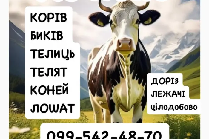 Постоянно закупаем КРС коровы бычки- фото № 1