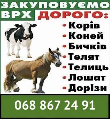 Закупка ВРХ на мясокомбинат- фото № 1