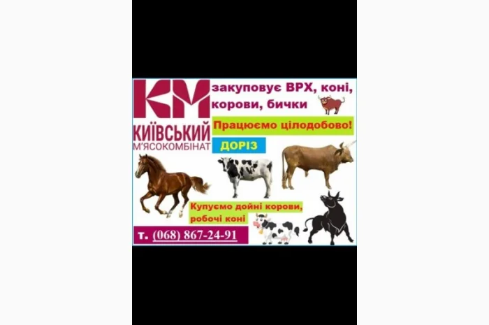 Покупка крупного рогатого скота и лошадей- фото № 1