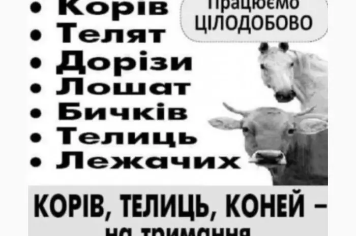 Закупівля врх та коней бичків корів телят також купляємо ходобу на тримання- фото № 1